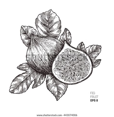 3,806 Black And White Fig Stock Vectors, Images.